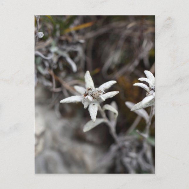 Alpine Edelweiss Vykort (Framsida)