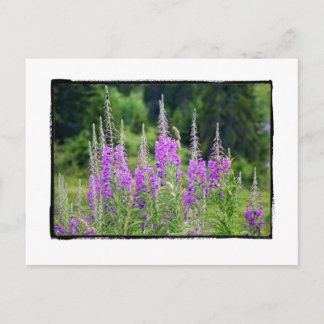 Alpine Flowers Meadow Sage La Berneuse Leysin Vykort