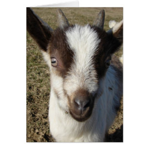Alpine Goat Kid Hälsningskort