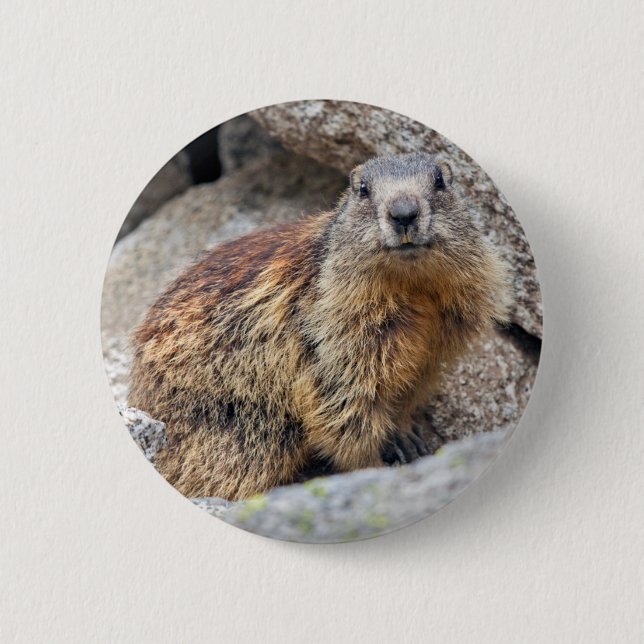 Alpine Marmot Badge Knapp (Framsida)