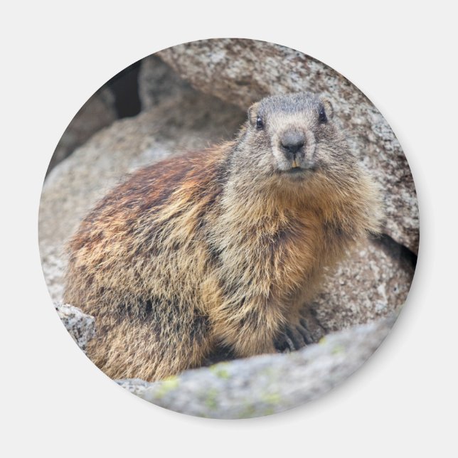 Alpine Marmot Magnet (Framsidan)