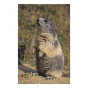 Alpine Marmot, Marmota marmota, vuxen stående Fototryck