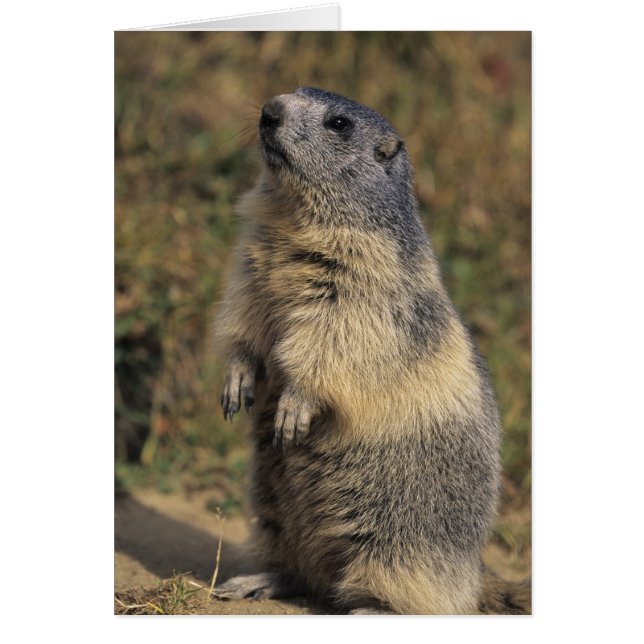 Alpine Marmot, Marmota marmota, vuxen stående Hälsningskort (Framsidan)