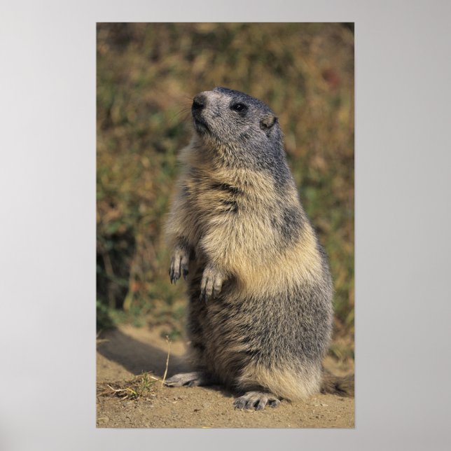 Alpine Marmot, Marmota marmota, vuxen stående Poster (Framsidan)