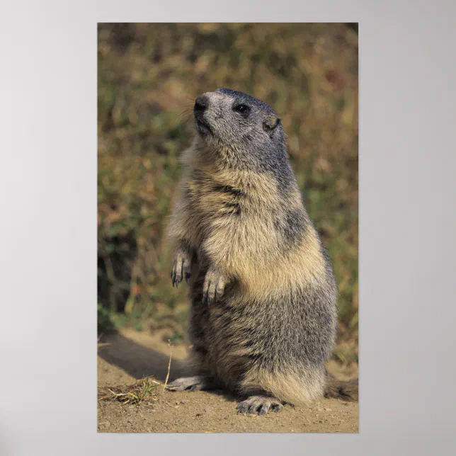Alpine Marmot, Marmota marmota, vuxen stående Poster