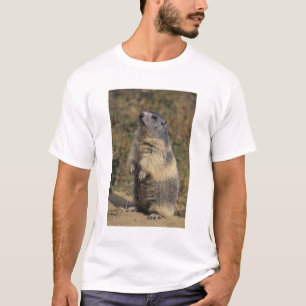 Alpine Marmot, Marmota marmota, vuxen stående Tee Shirt
