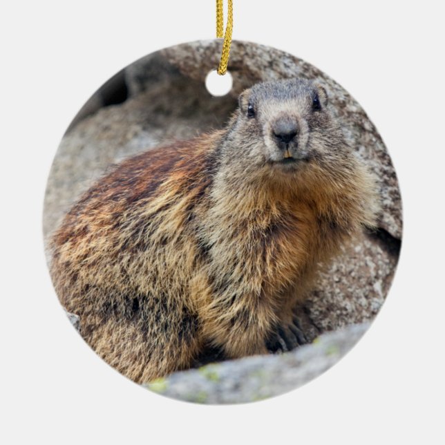 Alpine Marmot Ornament (Framsidan)