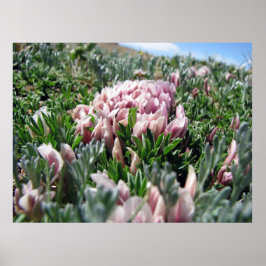 Alpine Tundra-serien Poster