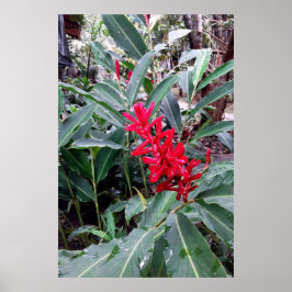 Alpínia purpurata 1 poster