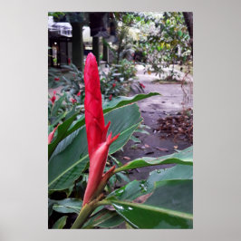 Alpínia purpurata 2 poster