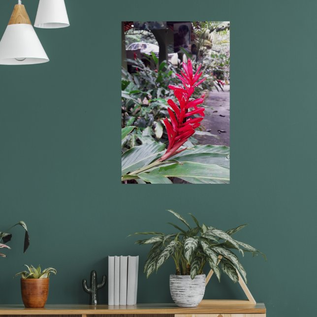 Alpínia purpurata 4 poster (Vardagsrum 1)