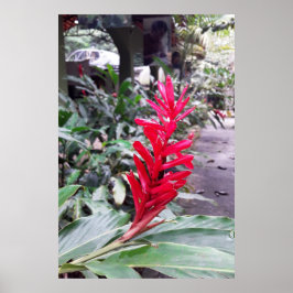 Alpínia purpurata 4 poster
