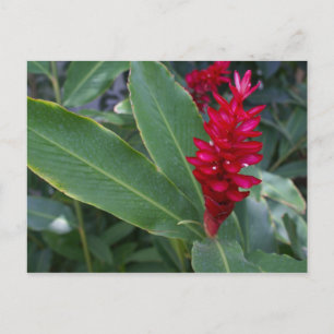 Alpinia Purpurata, Bucerias Vykort