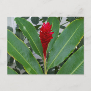 Alpinia Purpurata, Mexiko Vykort