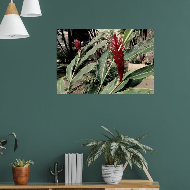 Alpínia purpurata poster (Vardagsrum 1)