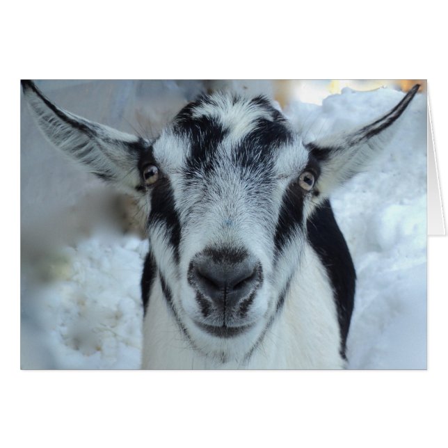 Alpint getkort OBS kort (Framsidan Horizontal)