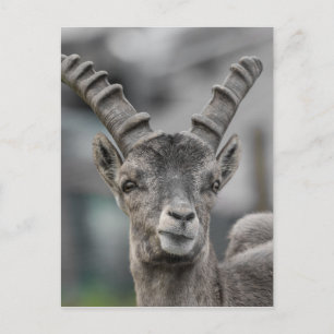 Alpint ibex Porträtt Vykort
