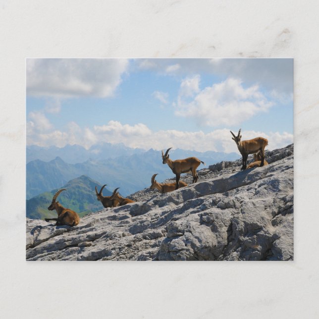 Alpint Ibex-Vild Bergsgetter Vykort (Framsida)
