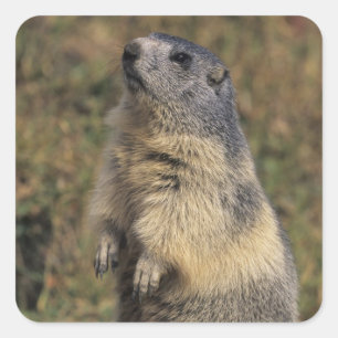 Alpisk Murmeldjur, Marmota marmota, vuxen stående Fyrkantigt Klistermärke
