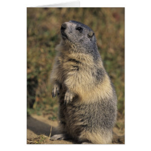 Alpisk murmeldjur, Marmota marmota, vuxen stående Hälsningskort
