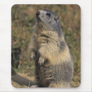 Alpisk murmeldjur, Marmota marmota, vuxen stående Musmatta