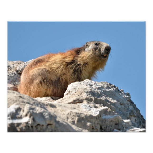 Alpmarmot sten fototryck (Framsidan)