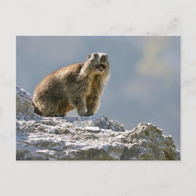 Alpmarmot sten vykort (Framsida)
