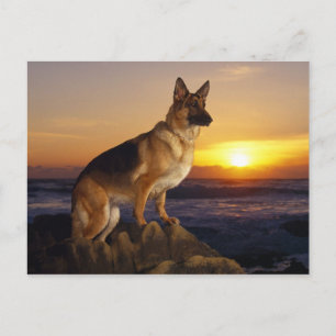 Alsassiskt hund vykort