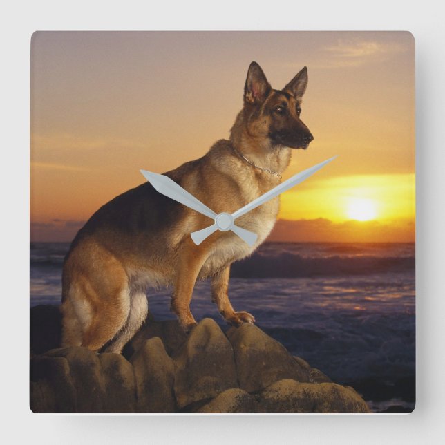 Alsatian Fyrkantig Klocka (Framsida)