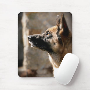 Alsatian Väntar Musmatta