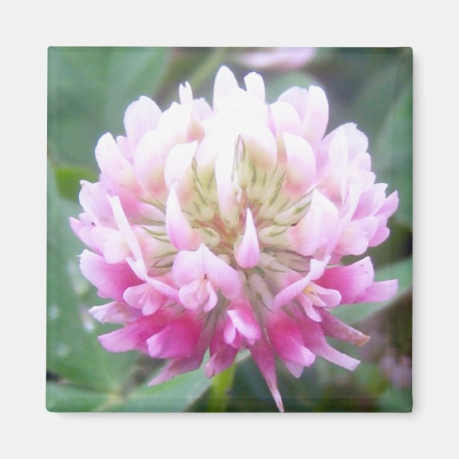 Alsike Klöver Blommar 1 Magnet (Framsidan)