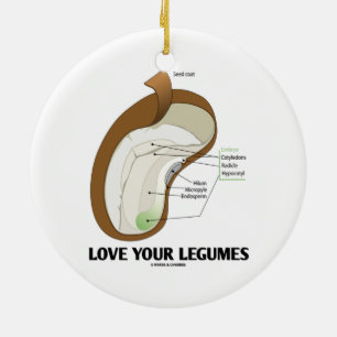 Älska dina Legumes (bönan Dicotyledon) Julgransprydnad Keramik