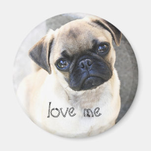 älska mig - gulliga mops magnet