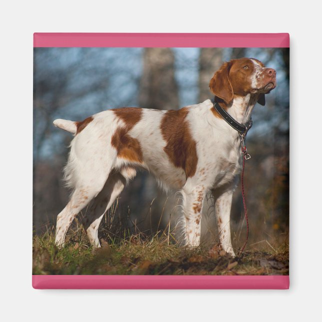 Älskar Brittany Spaniel Valp Hund Magnet (Framsidan)