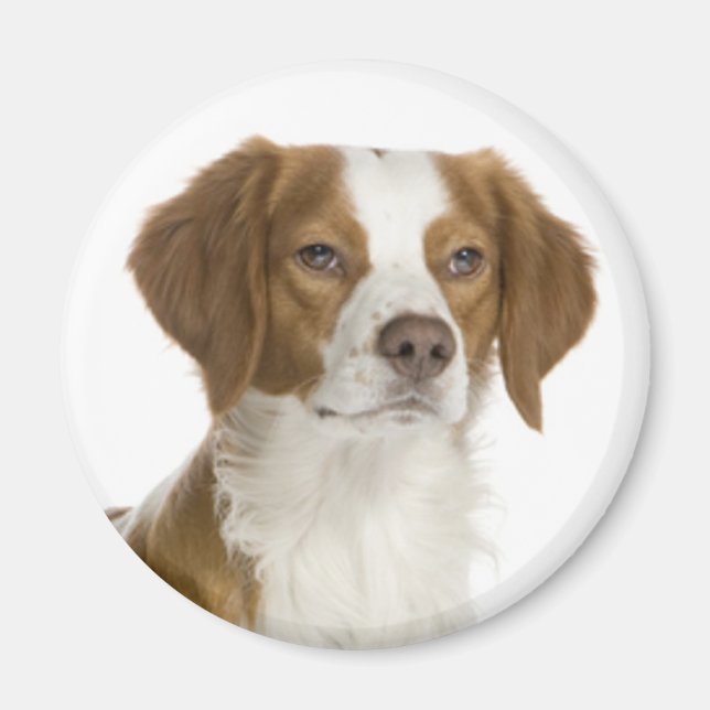 Älskar Brittany Spaniel Valp Hund Magnet (Framsidan)