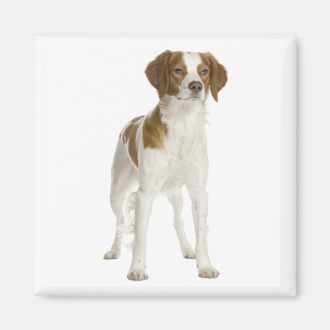 Älskar Brittany Spaniel Valp Hund Magnet (Framsidan)