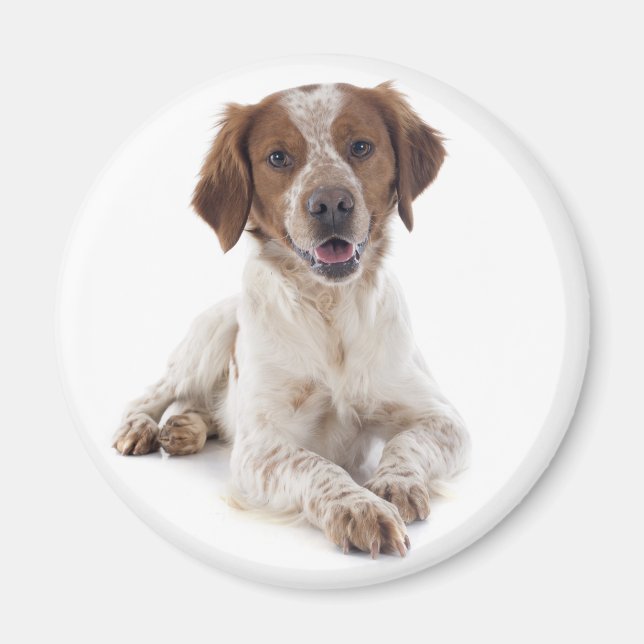 Älskar Brittany Spaniel Valp Hund Magnet (Framsidan)