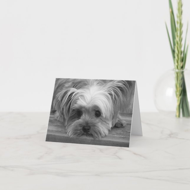 Älskar Yorkshire Terrier Valp Hund Tom Kort (Framsida)
