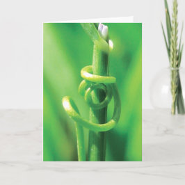 Älskare Embrace, Twisted Tendril Vine, jag saknar Kort