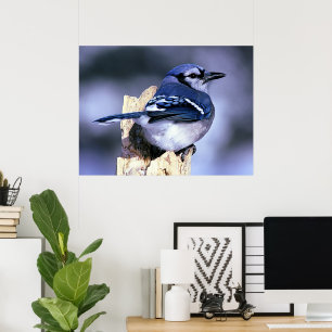 Älskare för blåttJay fågel Poster