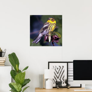 Älskare för Cape May sångarefågel Poster