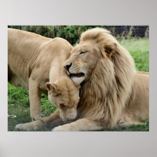 Älskare Lejon i södra Afrikan Poster
