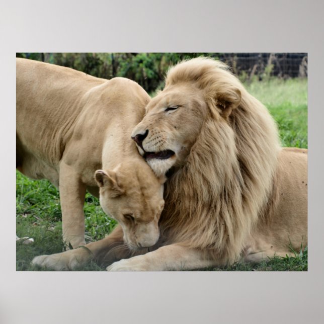 Älskare Lejon i södra Afrikan Poster (Framsidan)