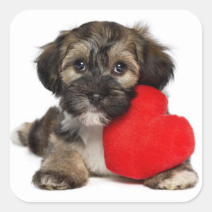 Älskare Valentine Havanese Puppy Hund Fyrkantigt Klistermärke