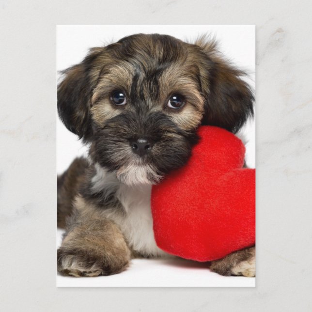 Älskare Valentine Havanese Puppy Hund Helg Vykort (Framsida)