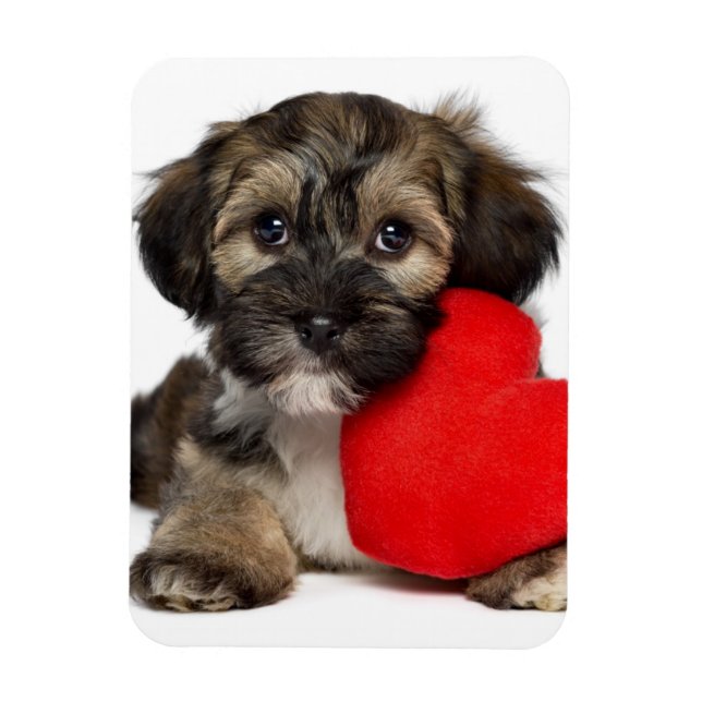 Älskare Valentine Havanese Puppy Hund Magnet (Vertikal)