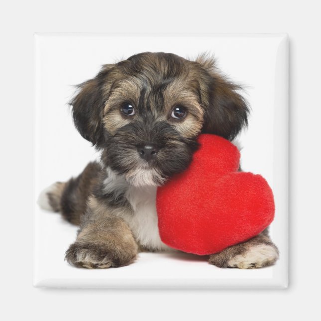 Älskare Valentine Havanese Puppy Hund Magnet (Framsidan)