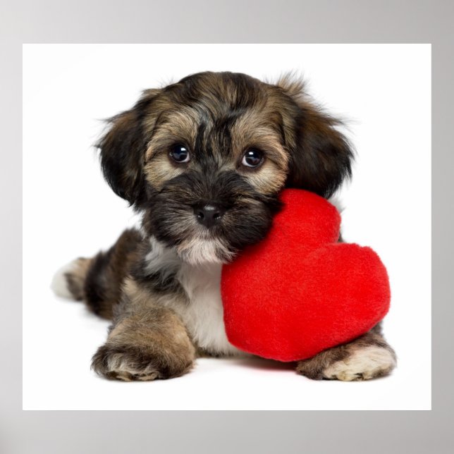 Älskare Valentine Havanese Puppy Hund Poster (Framsidan)