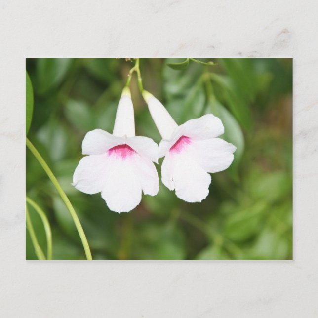 Älskares blommor vykort (Framsida)