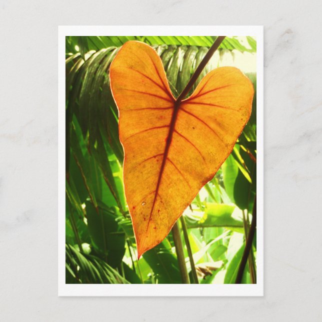 "Älskas du ", Vykort (Framsida)